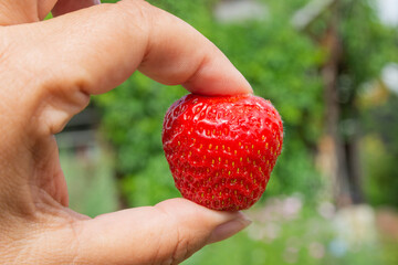 A woman's hand holds one ripe red strawberry