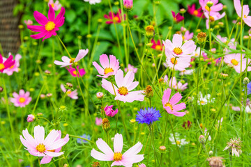 Pink and lilac meadow flowers of cosmos. Cosmeya flower