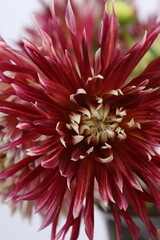 어둠속에서 빛나는 꽃사진