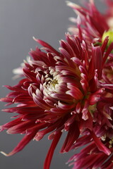 어둠속에서 빛나는 꽃사진