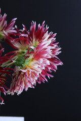 어둠속에서 빛나는 꽃사진