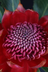 어둠속에서 빛나는 꽃사진