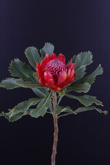 어둠속에서 빛나는 꽃사진