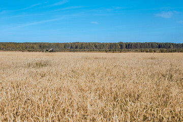 Golden wheat harvest in the field