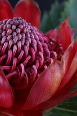 어둠속에서 빛나는 꽃사진