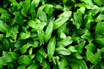 Fototapeta na wymiar Stink Weed,Long coriander, Sawtooth coriander, Stink weed, Eryngium (Eryngium foetidum) in vegetable garden