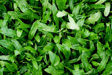 Stink Weed,Long coriander, Sawtooth coriander, Stink weed, Eryngium (Eryngium foetidum) in vegetable garden