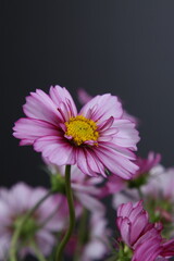 코스모스 꽃사진
