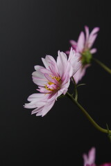 코스모스 꽃사진