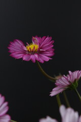 코스모스 꽃사진
