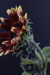 해바라기 꽃사진