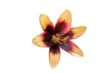 isolated yellow Lilly flower on white background with paths
