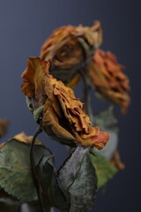 드라이플라워 장미