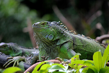 Chiapas iguana in a zoo