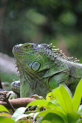 Chiapas iguana in a zoo