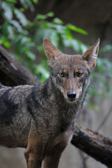 Naklejka na ściany i meble Mexican coyote in a zoo in Chiapas