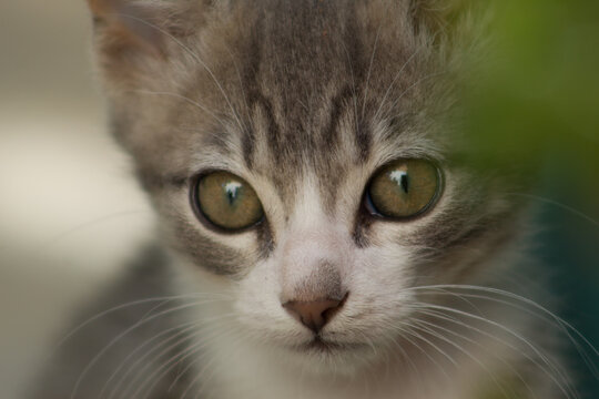 gato ojos verdes