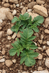 Potato plants growing in the field in springime. Solanum tuberosum