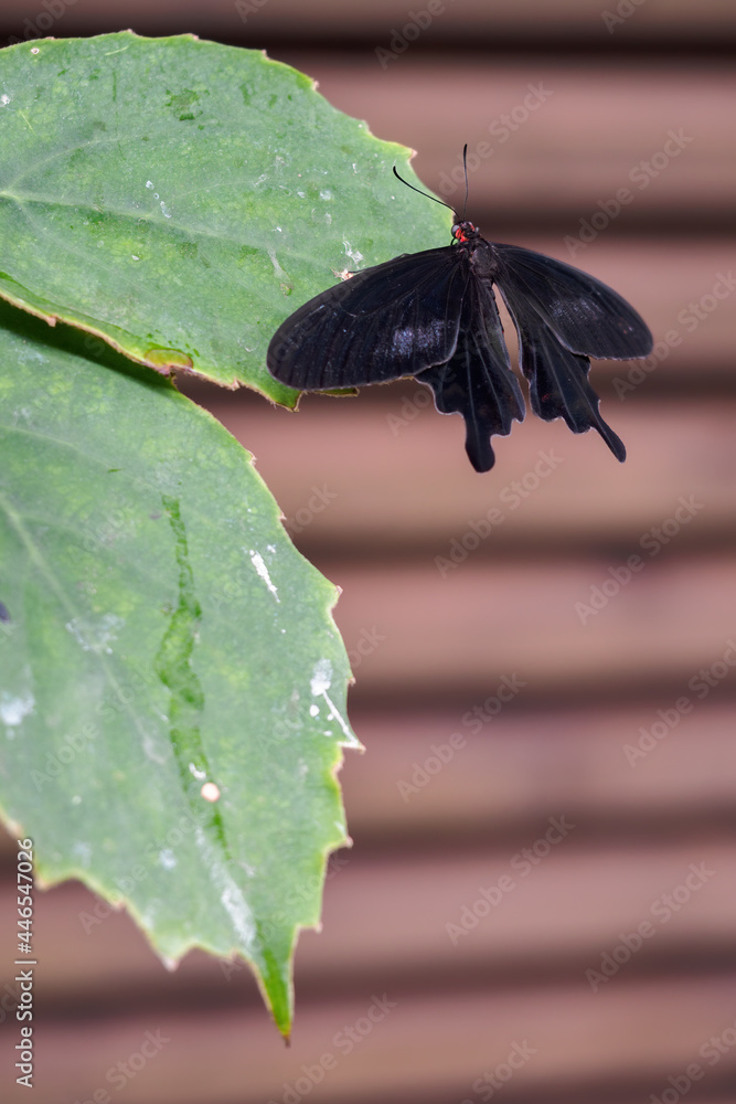 Sticker a tropical black butterfly sitting on a leaf.