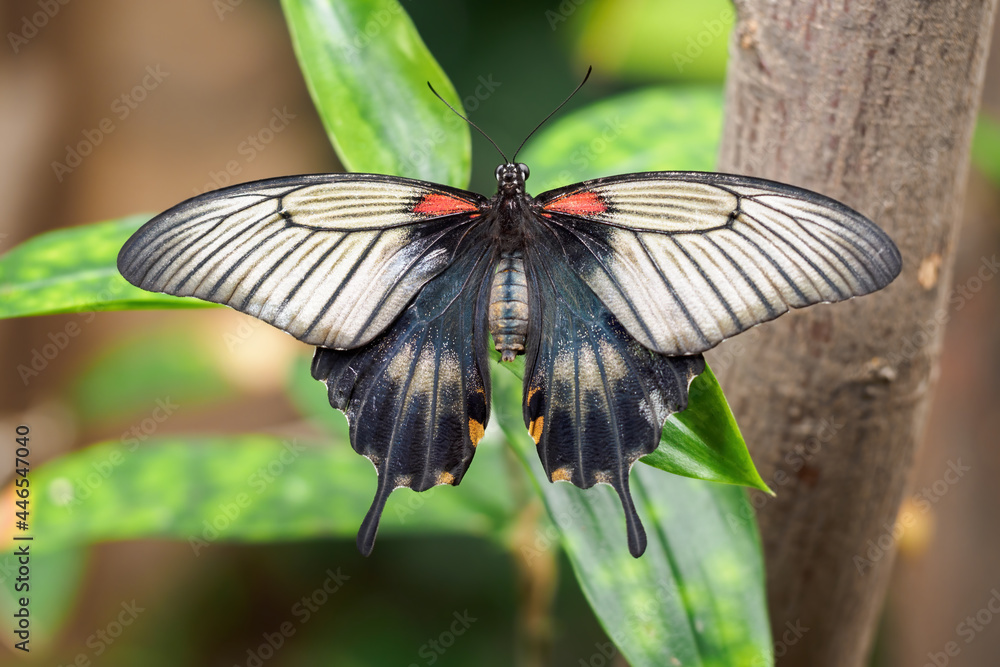 Canvas Prints a tropical black butterfly sitting on a leaf.