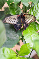 A tropical black butterfly sitting on a leaf.