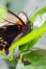 A tropical black butterfly sitting on a leaf.