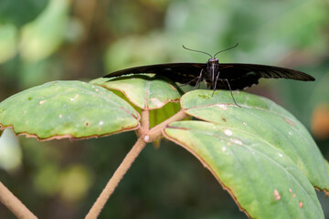 A tropical black butterfly sitting on a leaf.