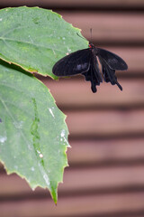 A tropical black butterfly sitting on a leaf.