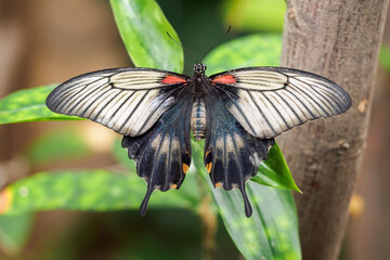 A tropical black butterfly sitting on a leaf.