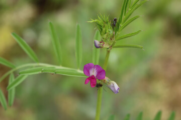 Common vetch flower in the meadow. Vicia sativa plant in bloom on summer 