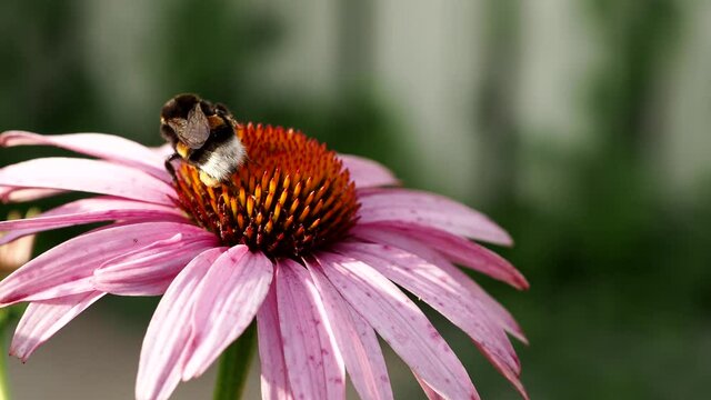 Macro shot of a bumblebee on an echinacea flower, collecting nectar on a sunny summer day
