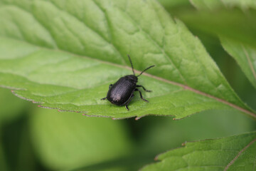Close-up of Ablattaria laevigata. Black insect on a green leaf