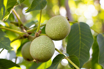 Green walnuts growing on a tree