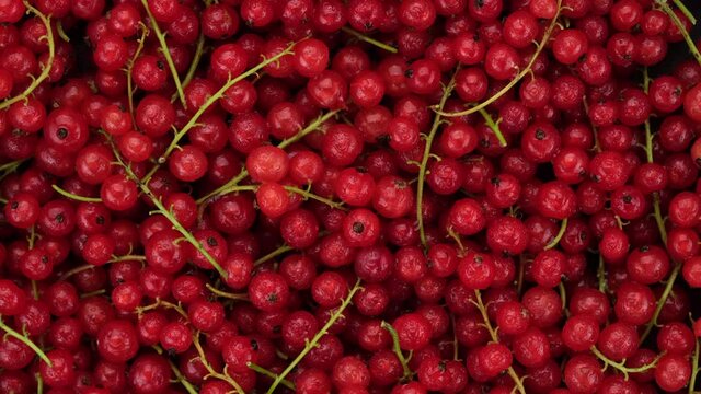 fresh Ribes rubrum top view, rotation. 4K UHD video