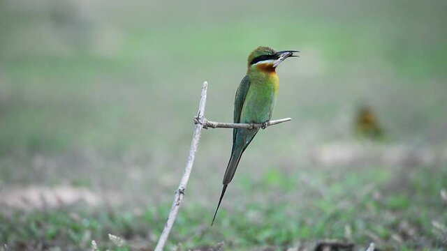A male blue-tailed bee eater having an insect in its mouth to attract a female bird