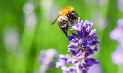 Working bee on lavender flower in summer garden. Gardening and summer vacation concept
