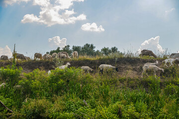 Fototapeta premium a series of wild sheep and goats graze on the edge of a cliff near the river.