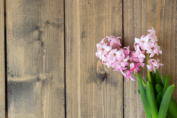 Fototapeta na wymiar pink flowers on a wooden table. pink hyacinth flowers on wooden background. Spring coming concept. Spring or summer background.