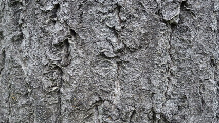 Old tree bark in summer forest