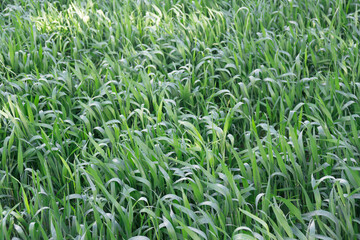 Close-up of young wheat seedlings period
