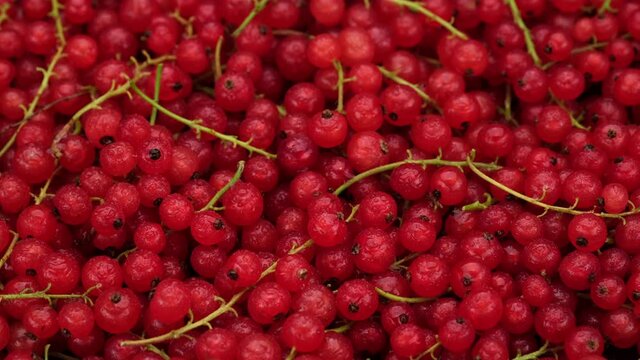 Ribes rubrum top view, rotation. Fresh summer berry. 4K UHD video