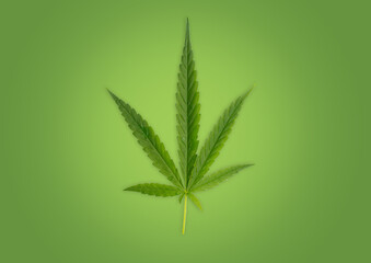 Cannabis leaf, marijuana isolated on green background, Ganja