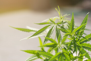 canabis leafs with morning light. Marijuana plant.