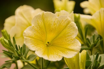 Fototapeta premium Petunien