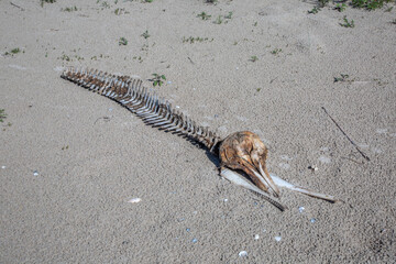 Old dark bones of a dolphin washed up on the sand of the beach on the seashore. Remains of a marine animal in the bright sun during the day, skull and spine. General plan.