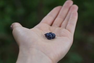 blueberry berry close-up on the palm