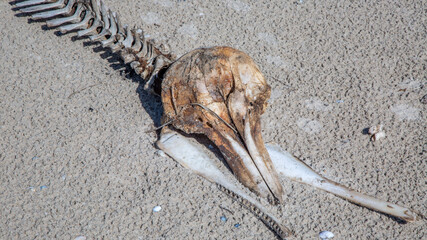 The brown weathered and sun-baked dolphin bones lie flat on the sand of the beach on the seashore....