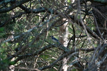 Blue Jay on branch