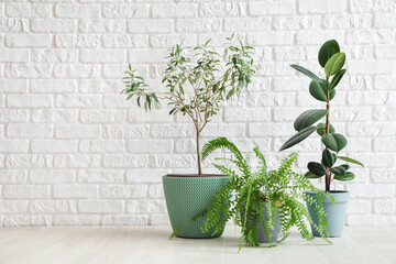 Different houseplants in pots on floor near white brick wall