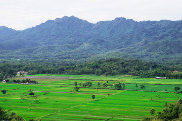 Landscape with rice fields and mountains